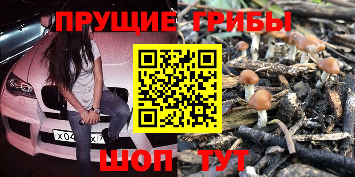 Псилоцибиновые грибы Psilocybe Качканар